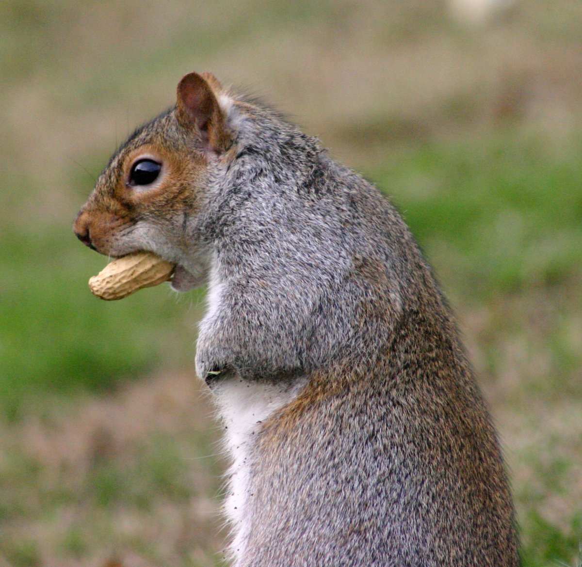 Бельчата лысые