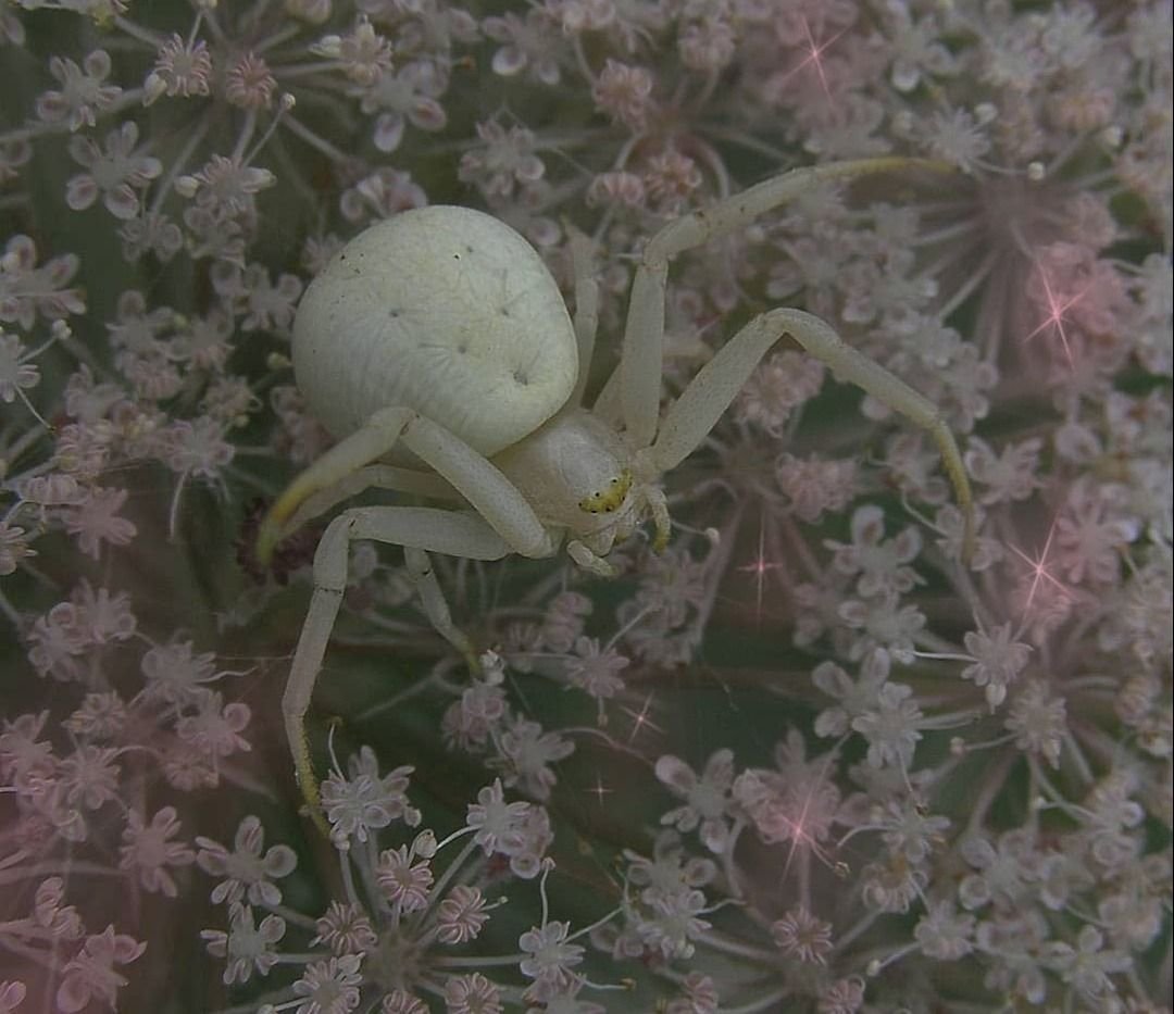 Паук белый Каракурт