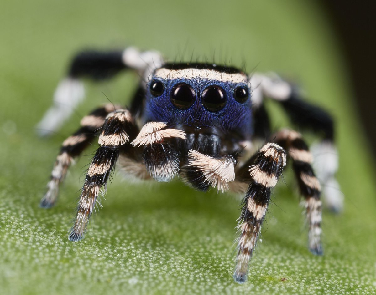 Poecilotheria Ornata