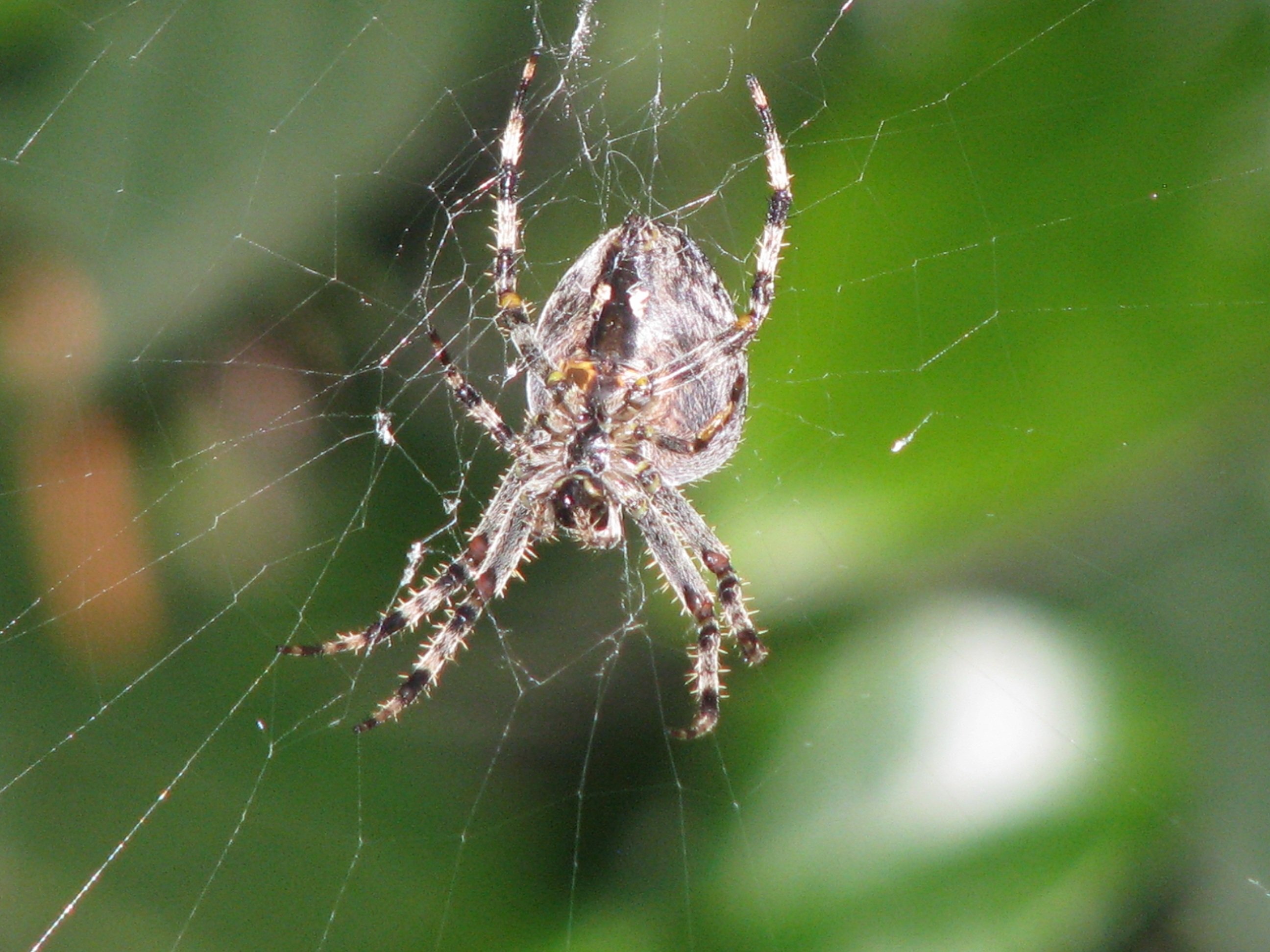 Определить вид паука. Паук крестовик Дальневосточный. Araneus diadematus - крестовик. Паук крестовик Каракурт серый. Lycosa aragogi паук.