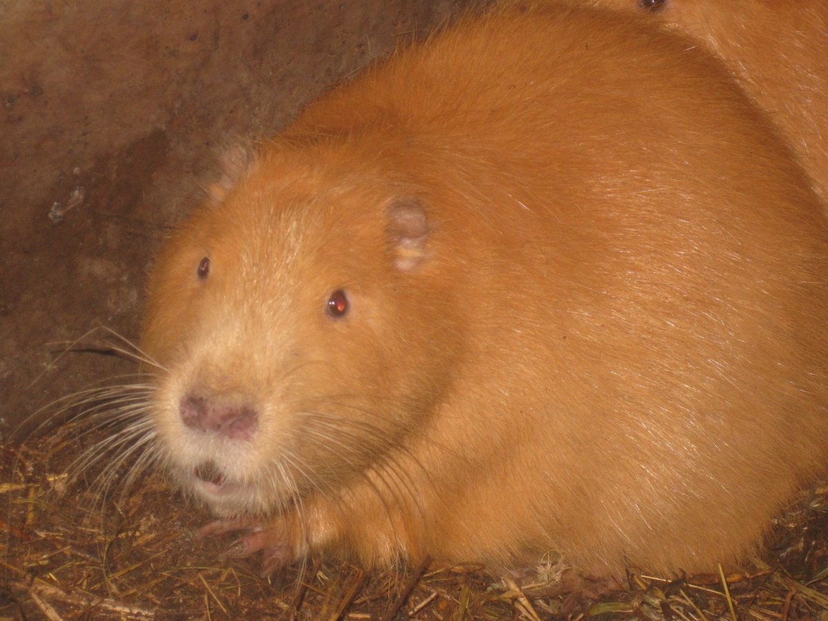 Лимонные нутрии