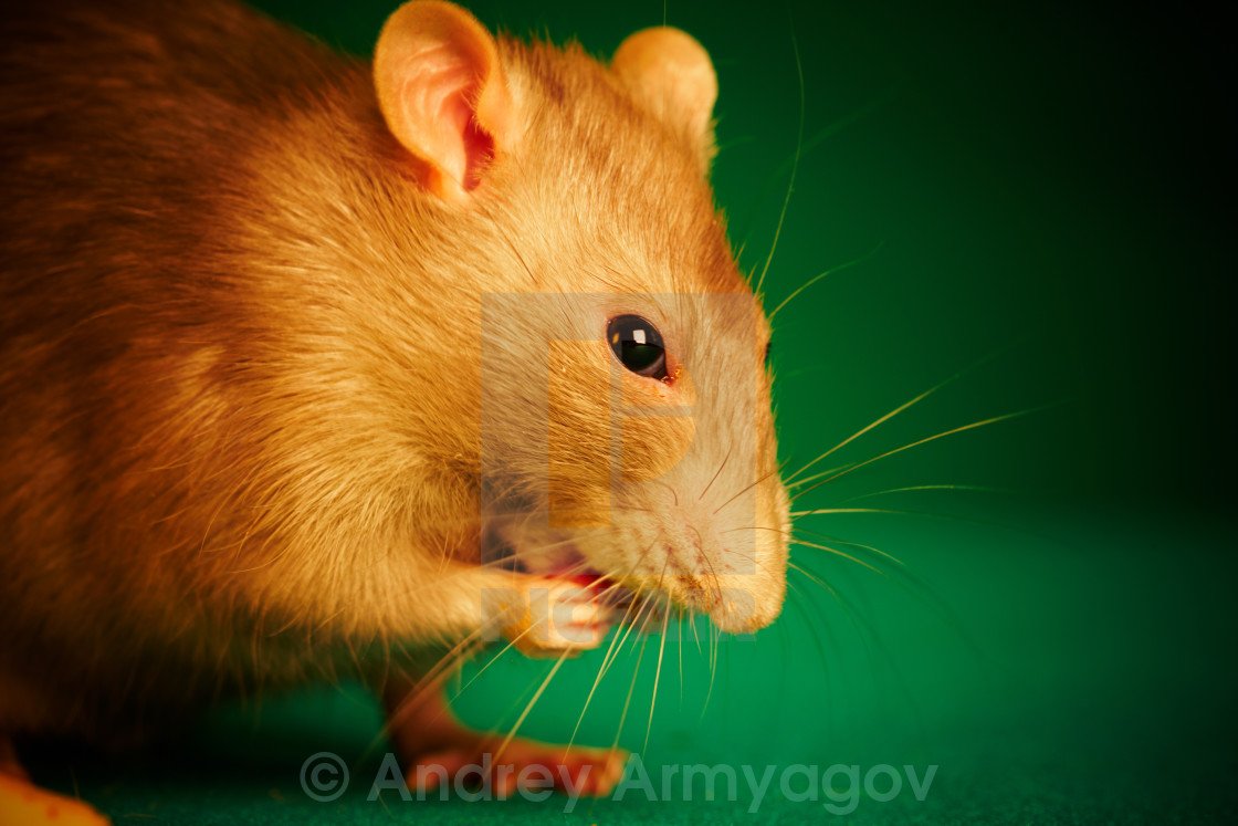 Орешниковая Соня