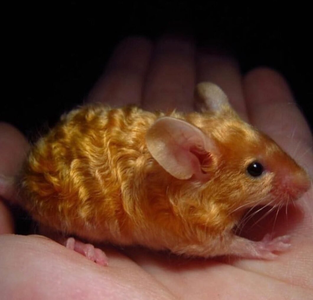 Капибара животное