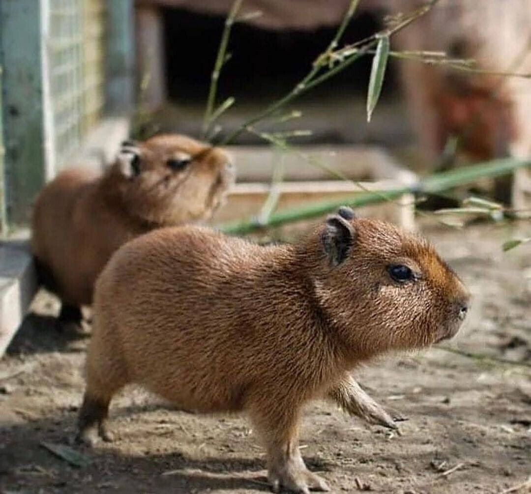 Рыжий грызун