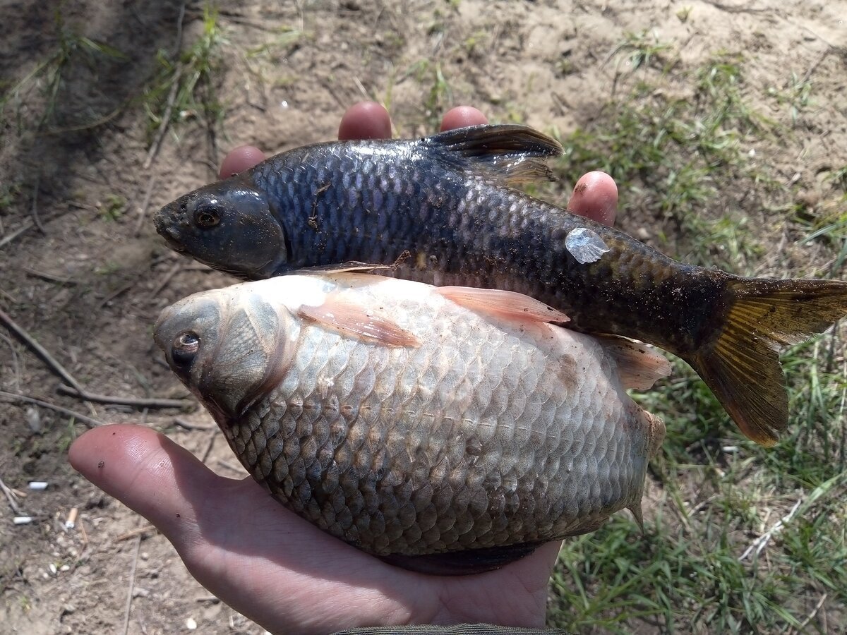 Пескарь Линь в Амуре