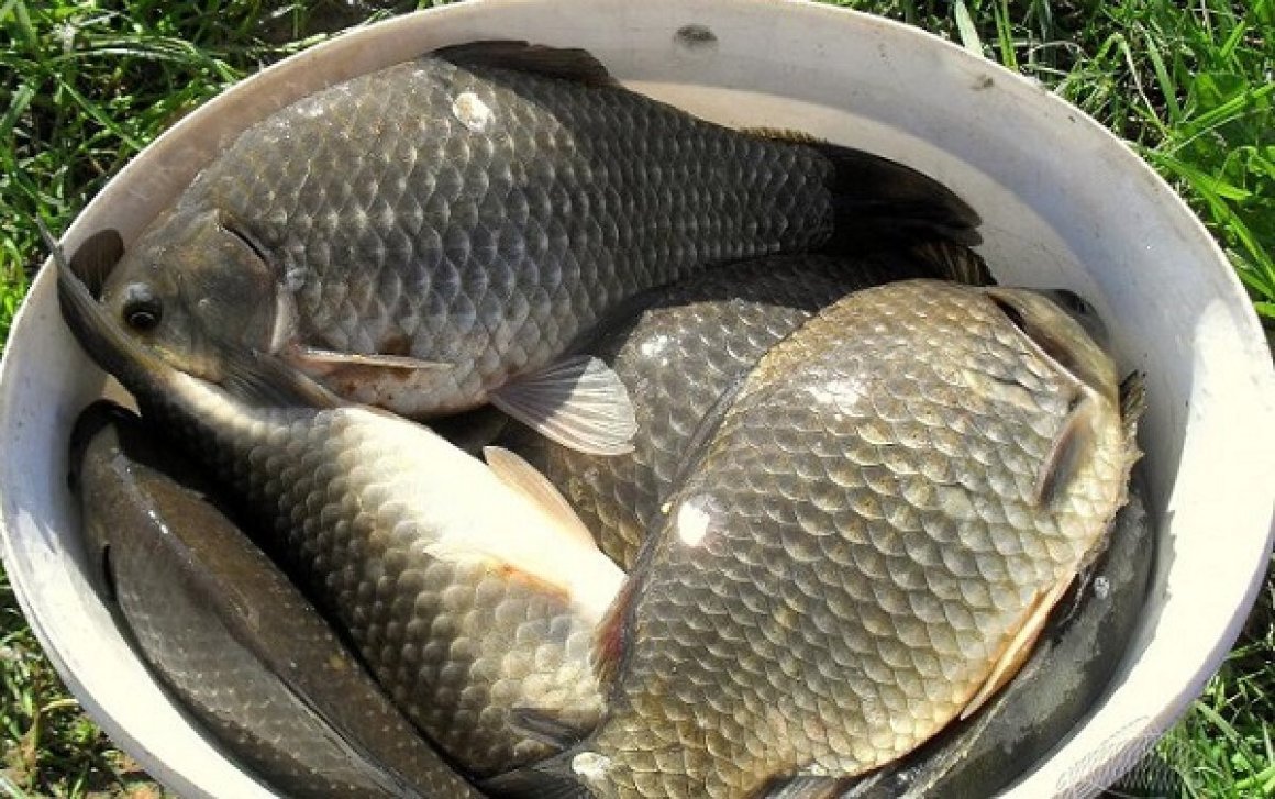 Крупный карась в ведре
