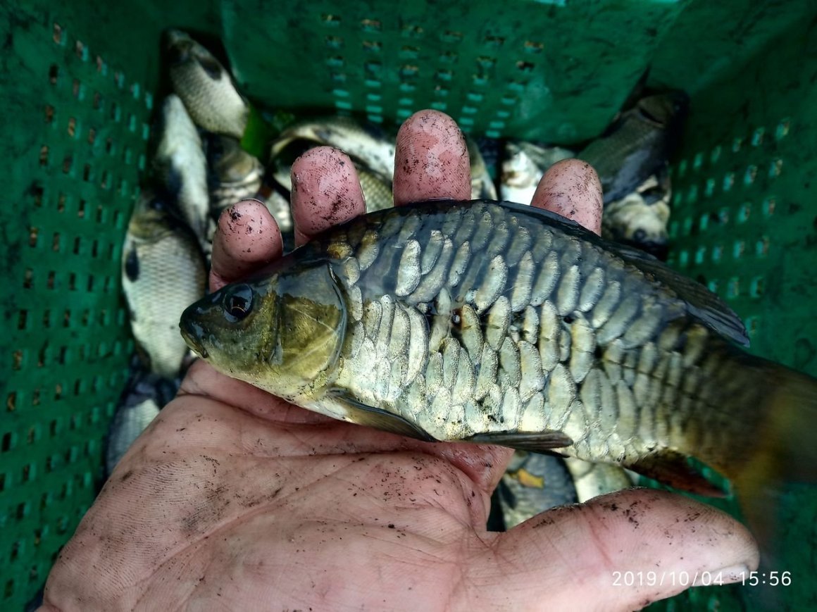 Карп зеркальный малек