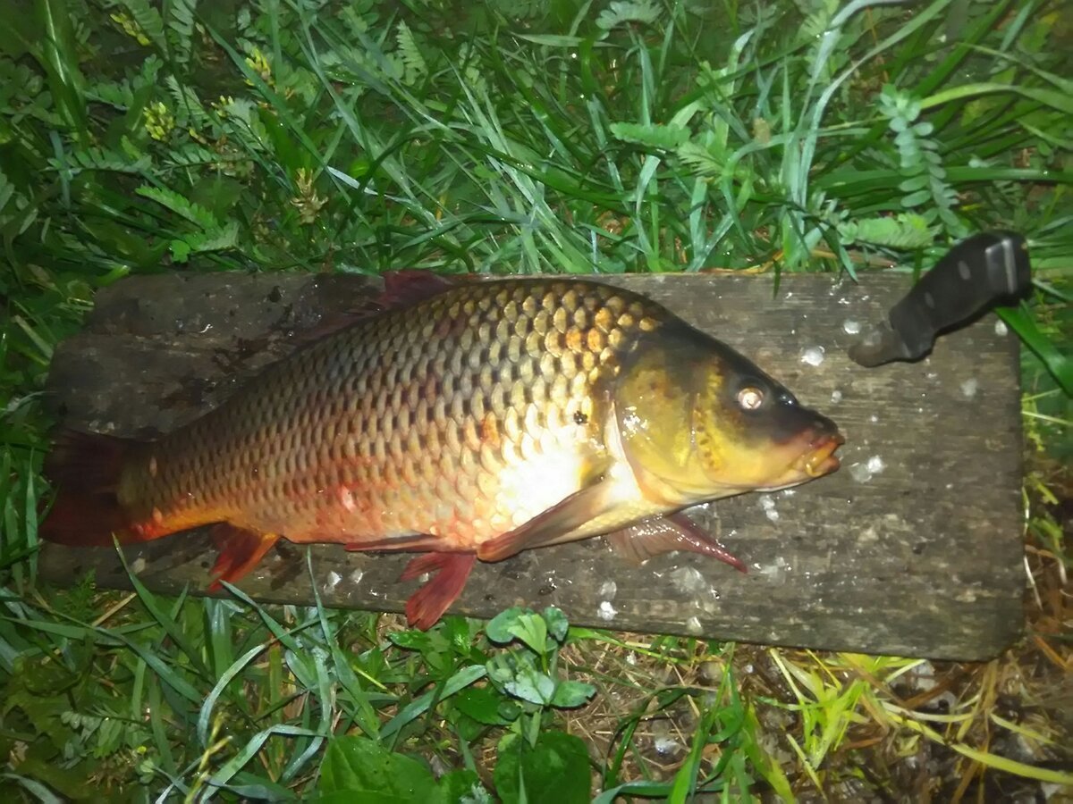 Карпокарась гибрид