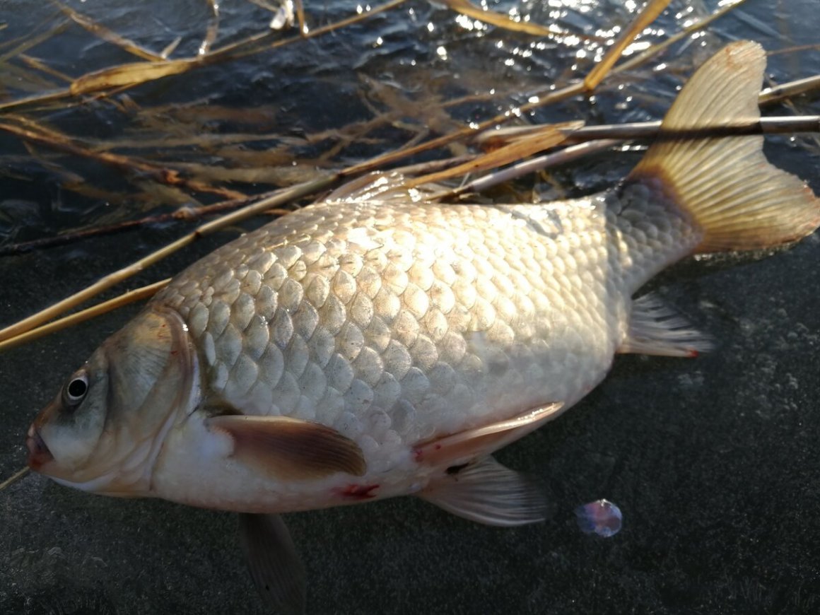 Амурский карась