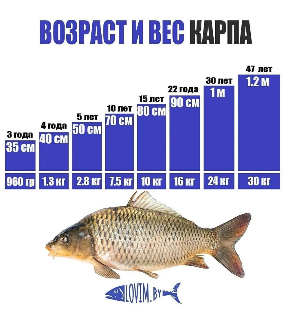 Рост карпа по годам