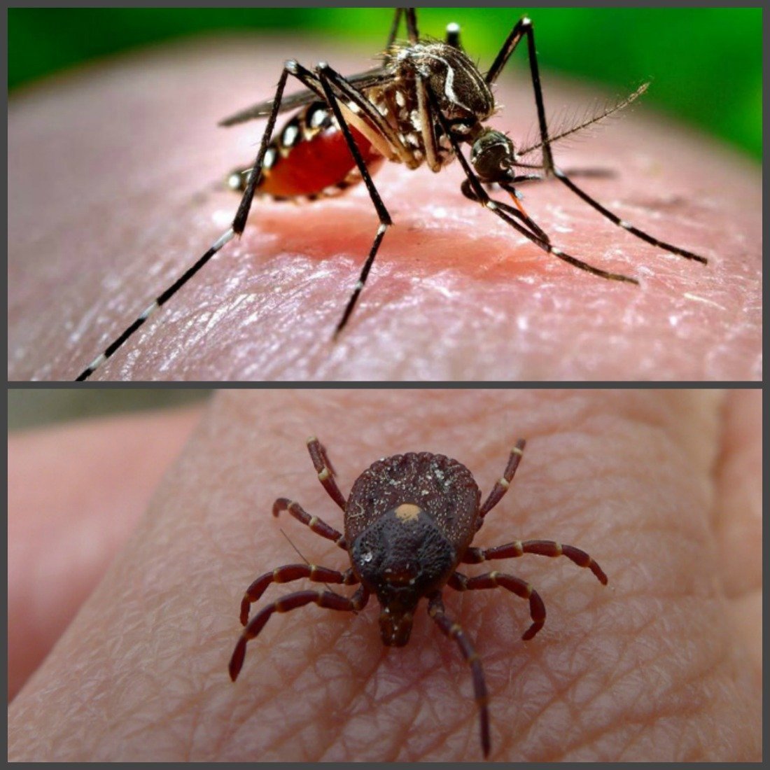 Кровососущие комары