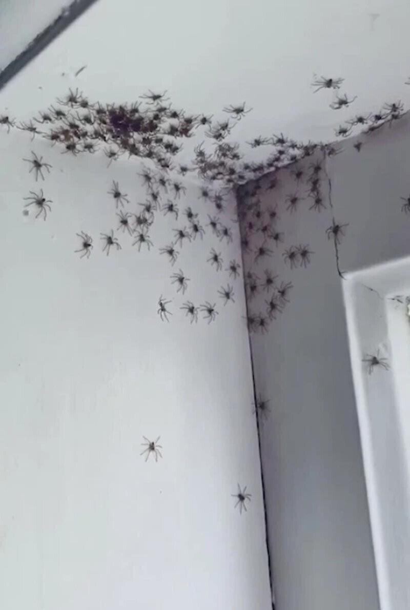 Паук на потолке