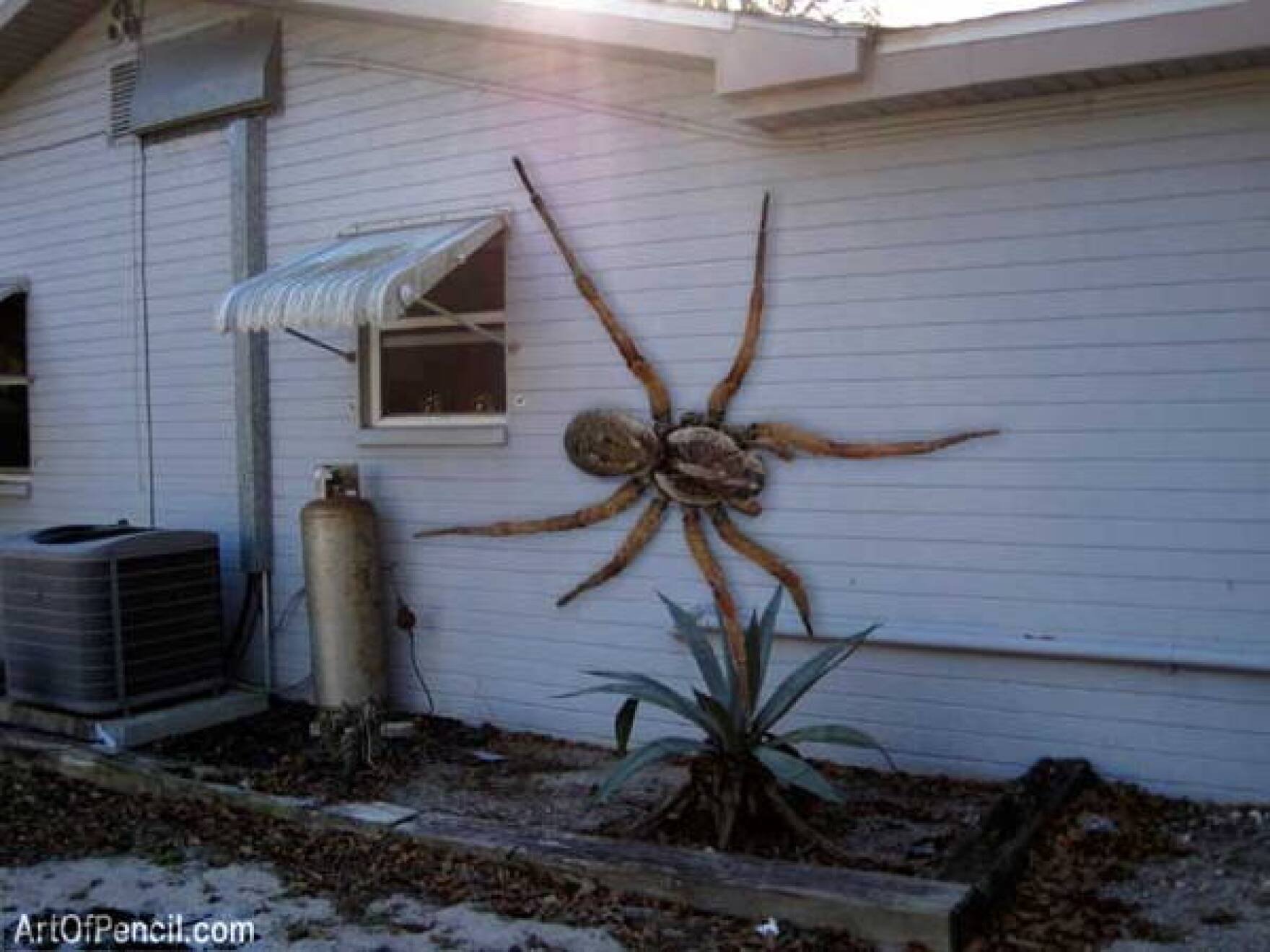 Самый большой паук в мире картинки - 63 фото