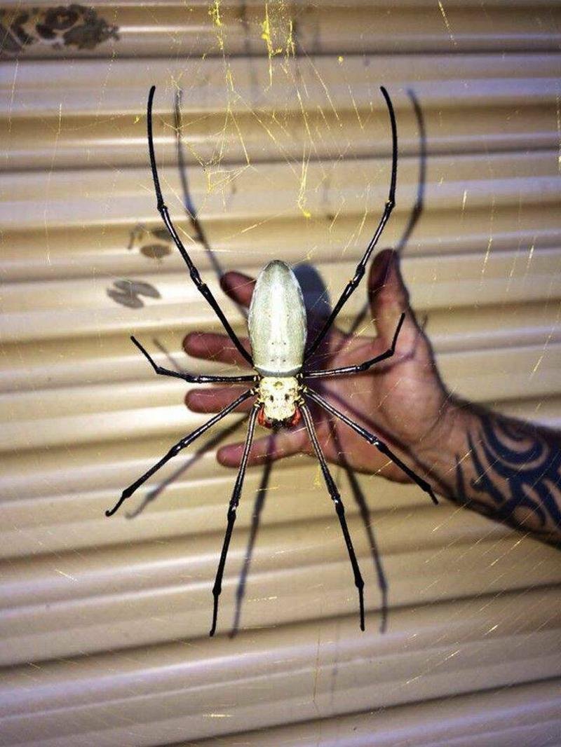 Гигантский австралийский паук