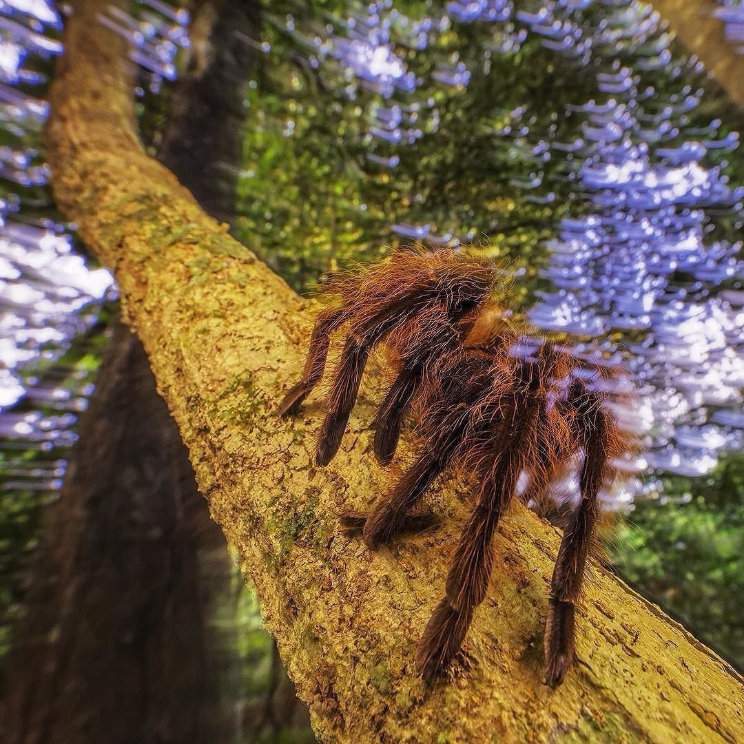 Пауки гиганты