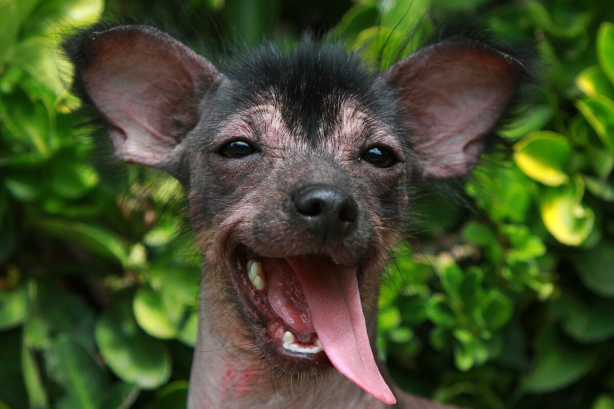 Ксолоитцкуинтли Анубиса Анубис