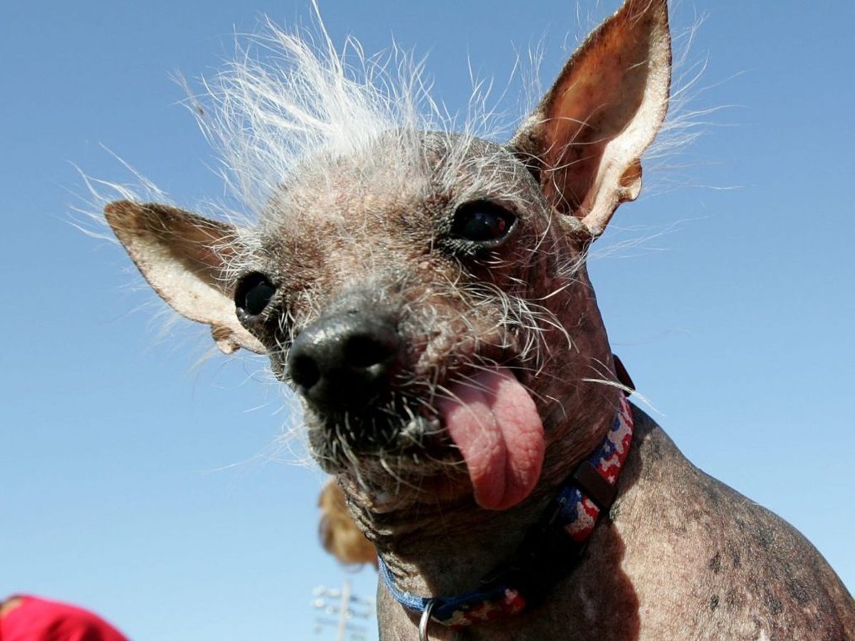 Собакамаленьеая лысая