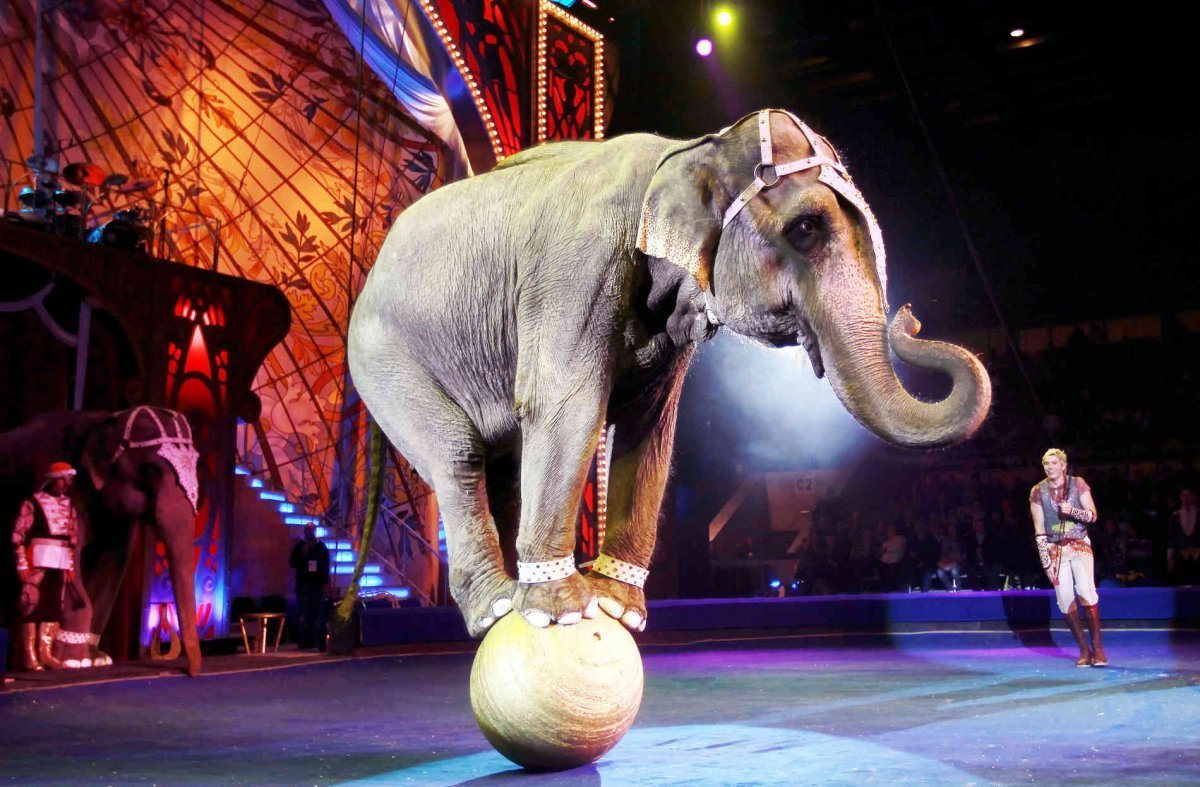 Змея в цирке