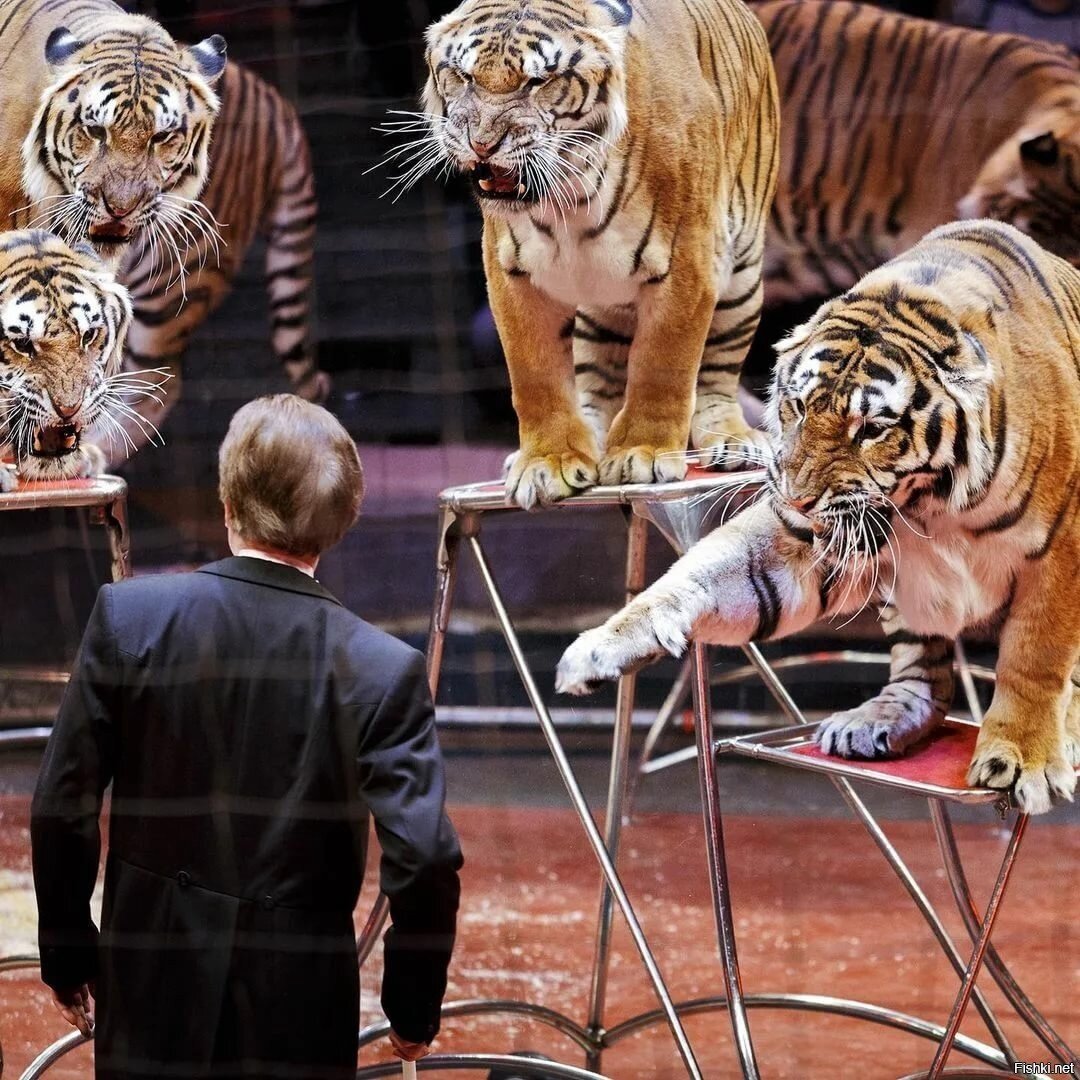 Змея белогубый питон