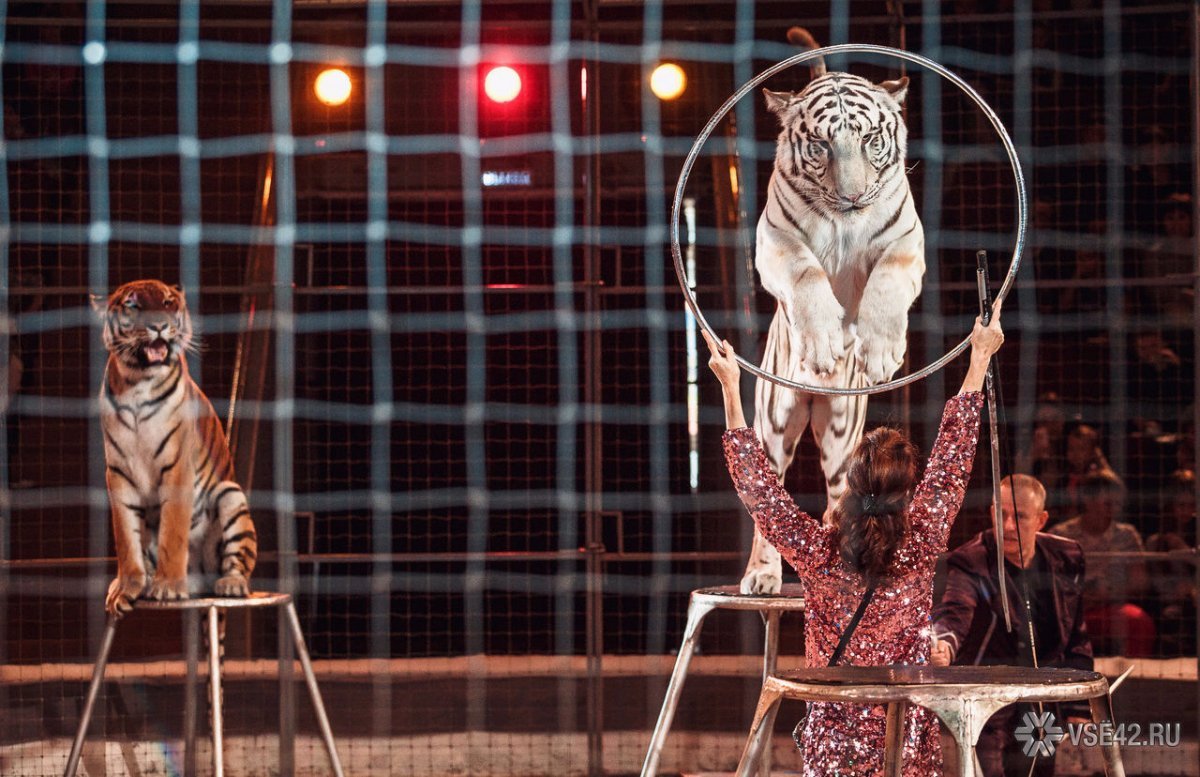 Тигр на арене цирка рисование