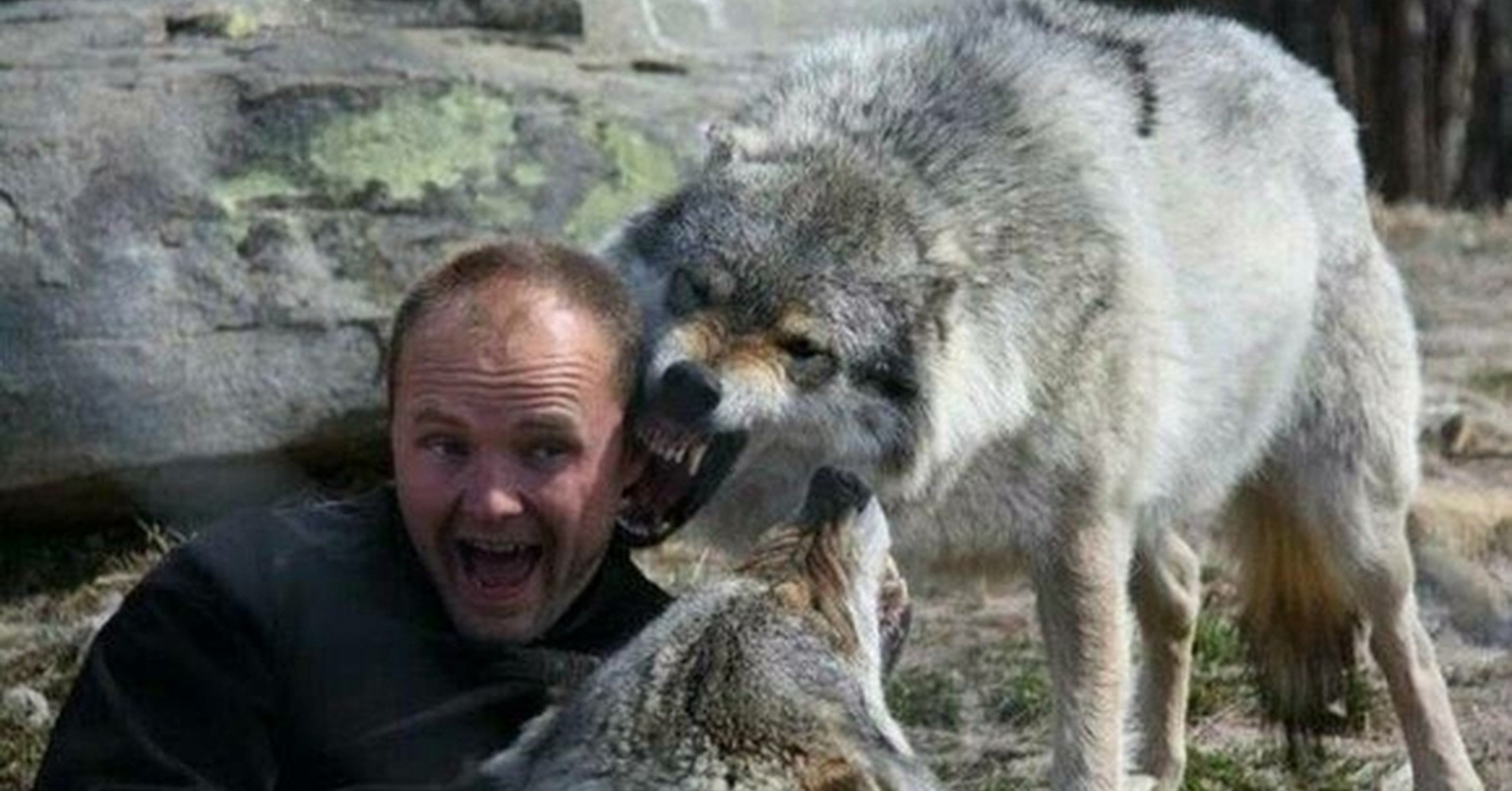 Мальчик воспитанный волками на русском. Волк Долины Маккензи с человеком.