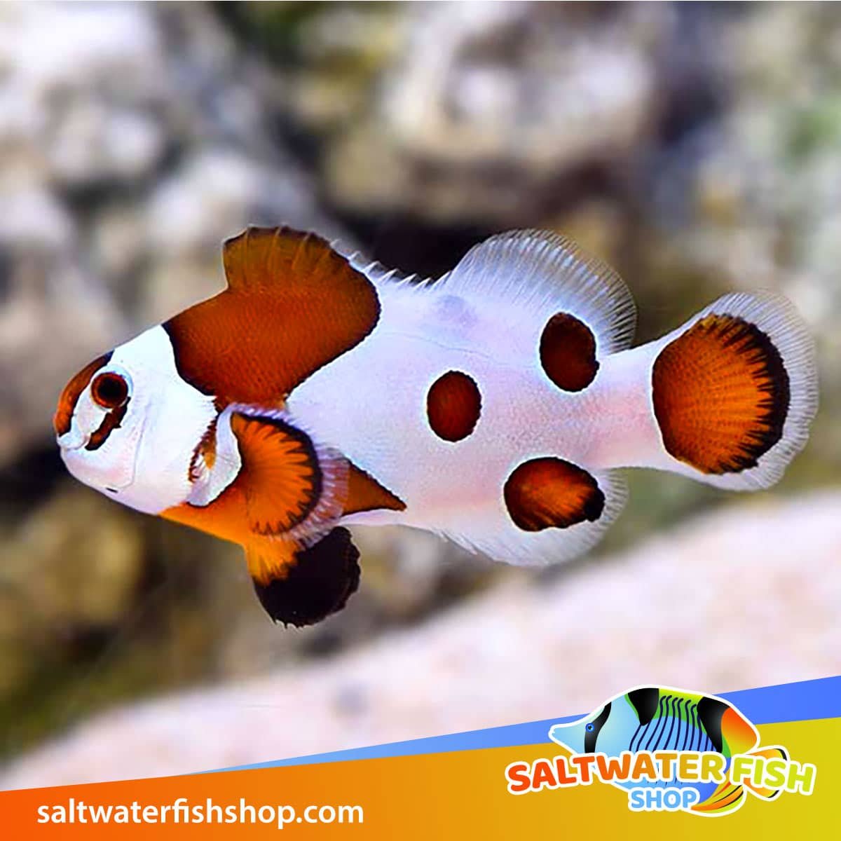 Storm Clownfish