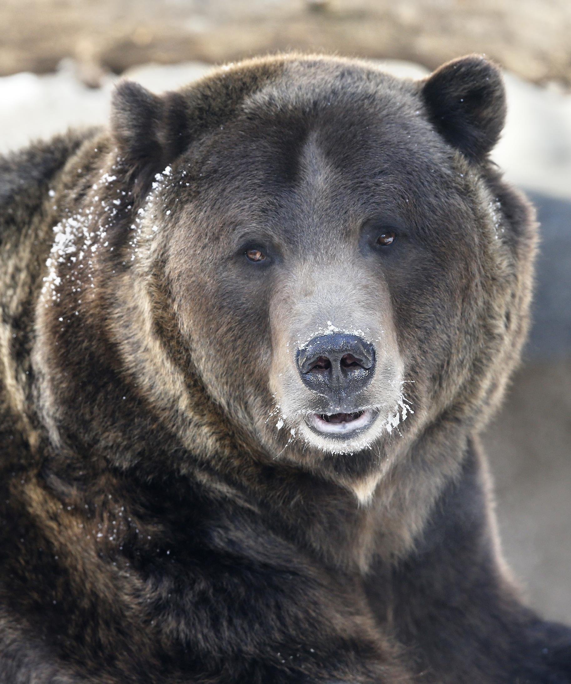 Какие медведи крупнее. Гризли североамериканский бурый медведь. Медведь Гризли огромный. Самый крупный медведь Гризли. Кадьяк (медведь).