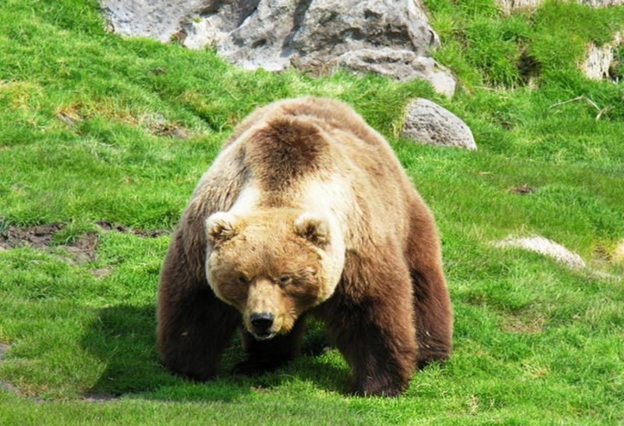 Медведь крупное млекопитающее. Бурый медведь (Ursus arctos). Гризли североамериканский бурый медведь. Млекопитающие медведь бурый. Грозный бурый медведь.