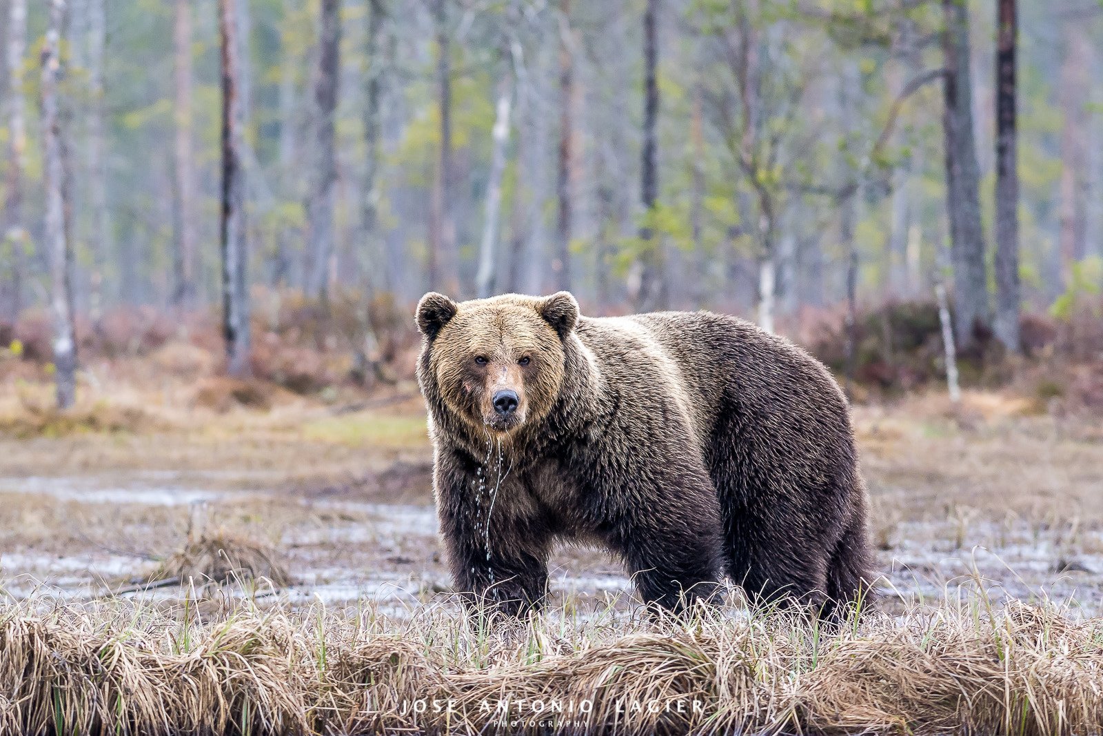 Окрас медведей. Тянь-шаньский бурый медведь. Среда обитания бурого медведя. Обитание бурых иедведей. Образ жизни бурого медведя.