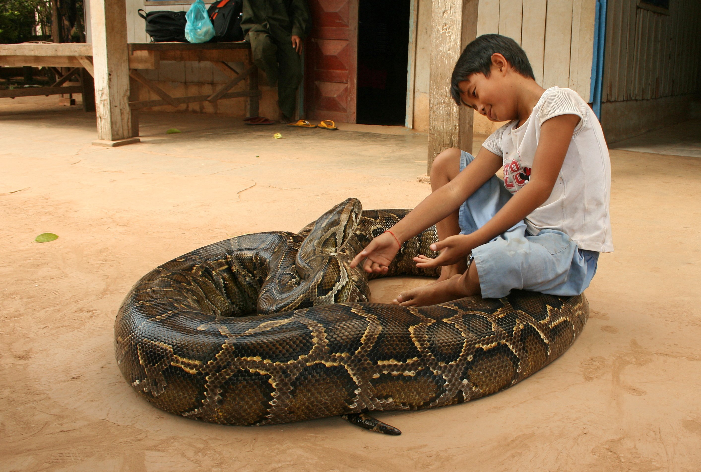 Ребенок держит змею. Змеи домашние питомцы.