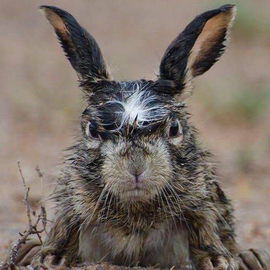 Суровый заяц