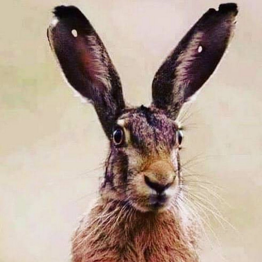 Фартовый заяц