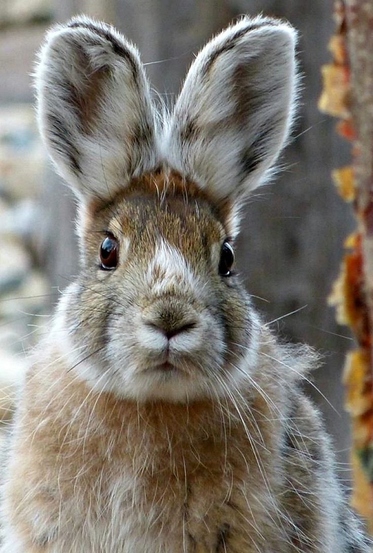 Симпатичный кролик