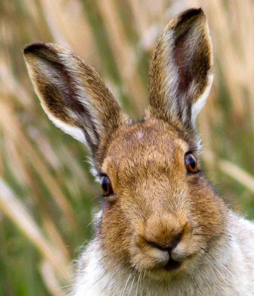Дикий заяц Русак