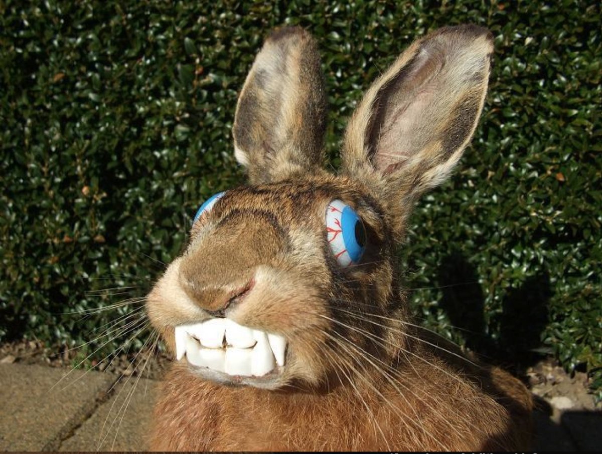 Упоротый заяц