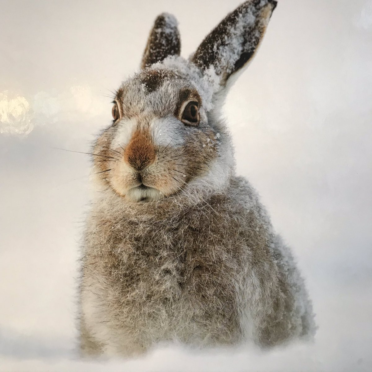 Кролик в снегу