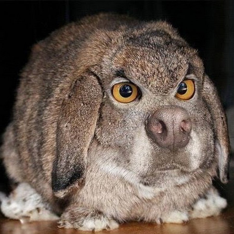 Недовольный заяц