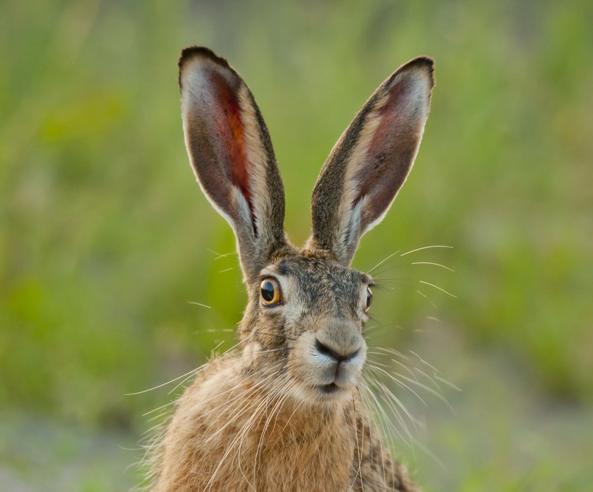 Ушастый Длинноухий кролик