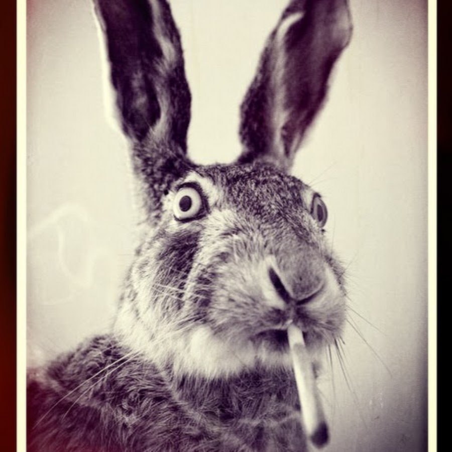 Заяц с сигаретой