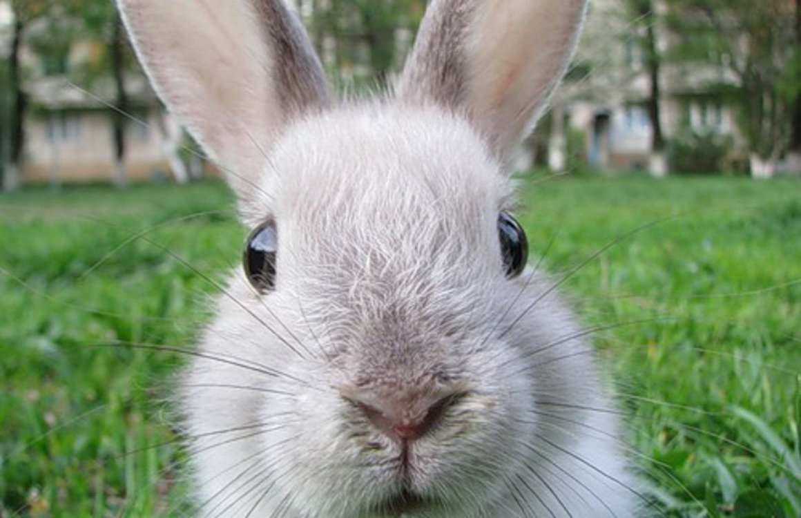 Кроличья мордочка