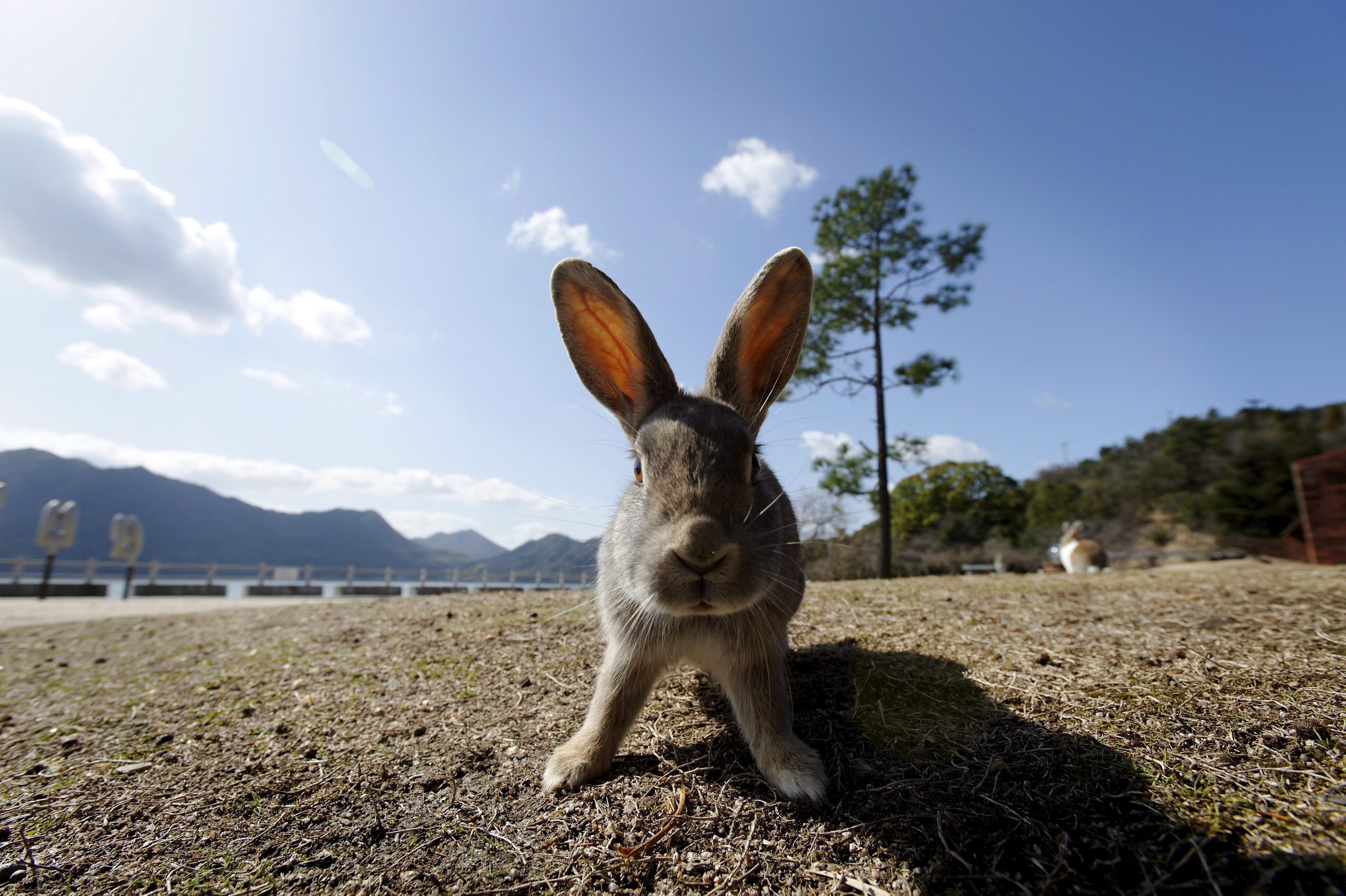 Заяц сразу. Остров кроликов Окуносима. Кроличий остров Турция. Остров кроликов Окуносима в Японии. Кроличий остров Гюмюшлюк.