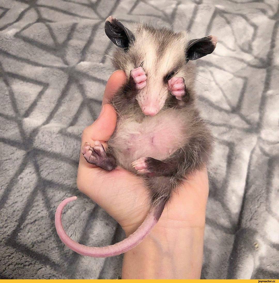 Опоссум Валера