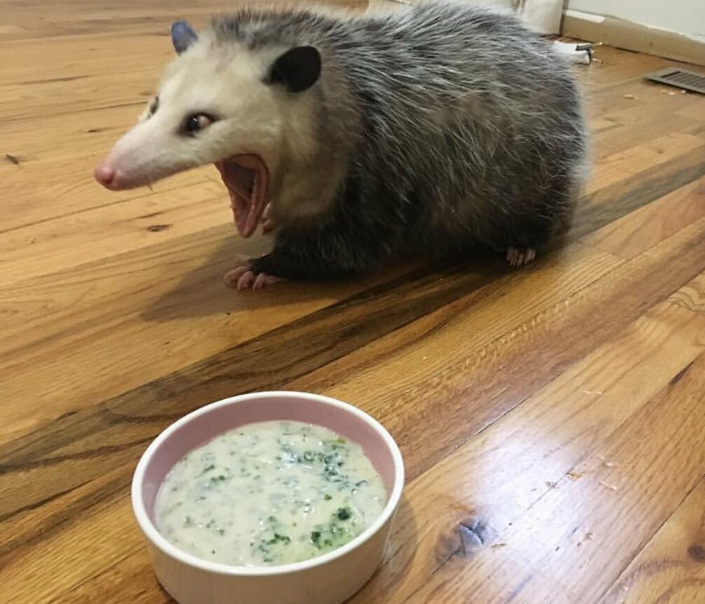 Опоссум орет