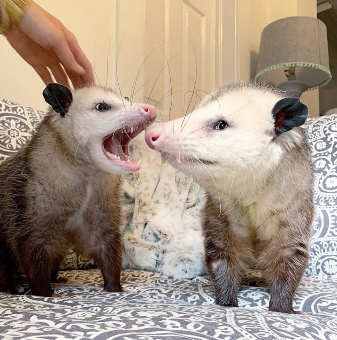 Спаривание опоссумов