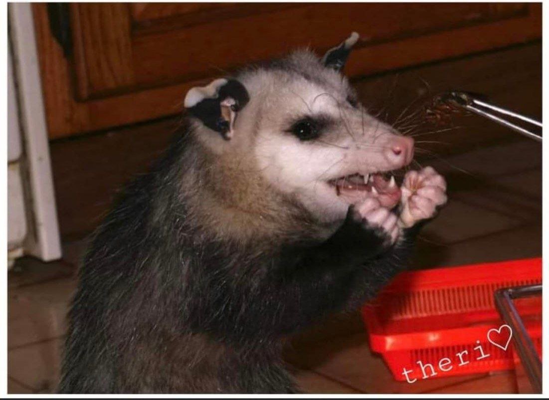 Опоссум орет