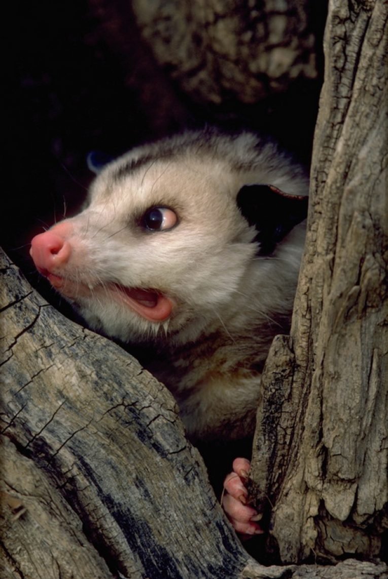 Мадагаскарский опоссум