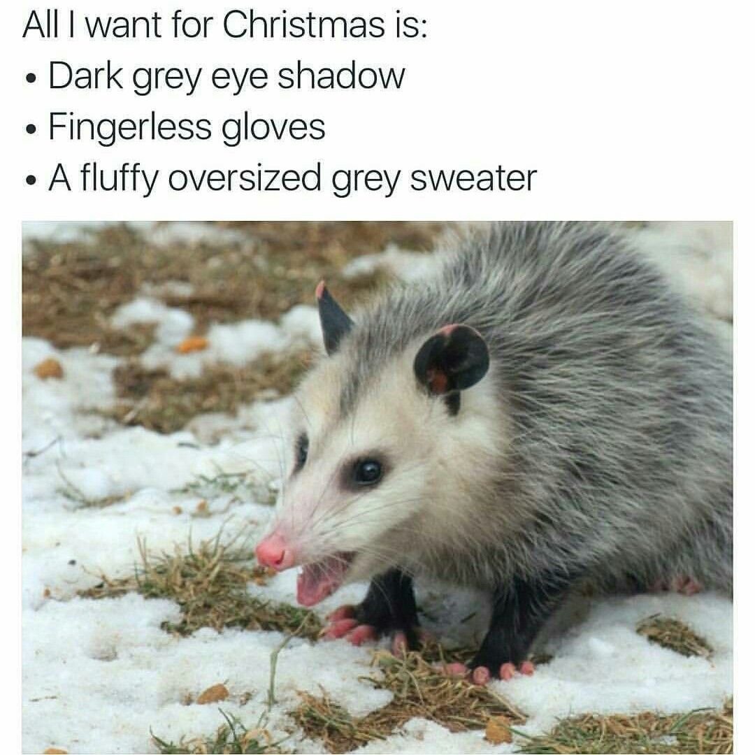 Мемы с опоссумами