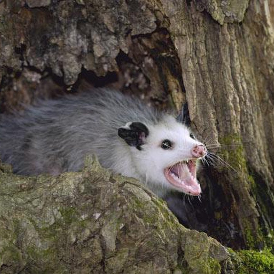 Звуки паники опоссум