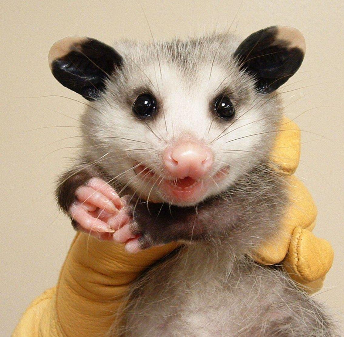 Опоссум рыдает