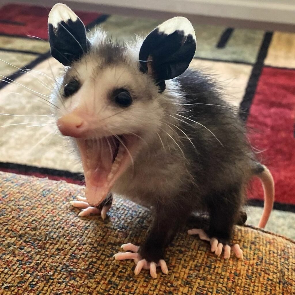 Маленький опоссум
